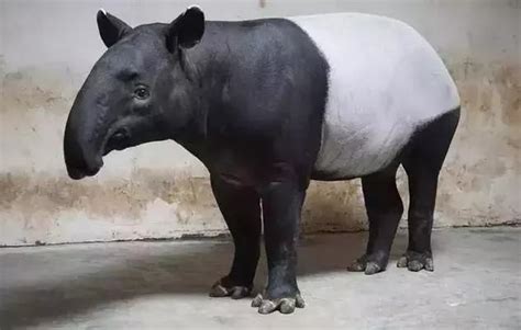 食鐵獸蚩尤|傳說中蚩尤的坐騎是食鐵獸，原來是這萌貨